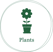 Plants